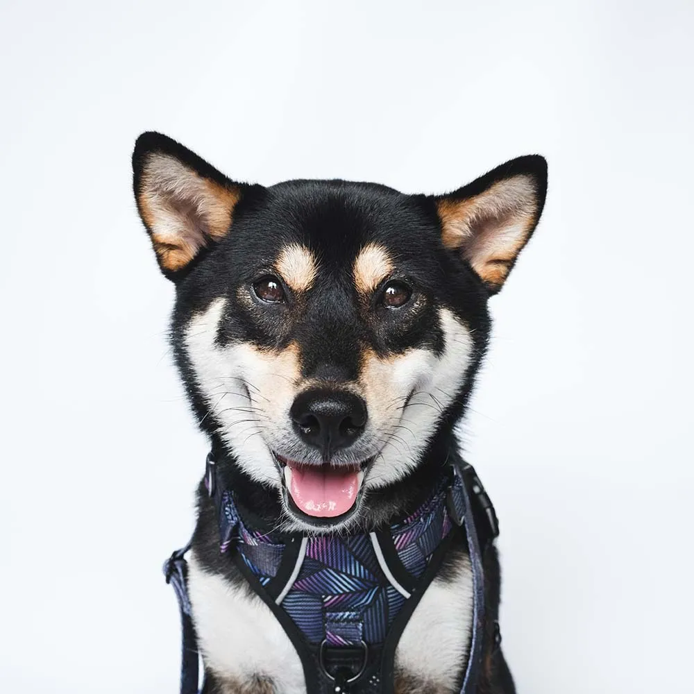 Boss & Olly Active Dog Harness (Midnight Dreams)