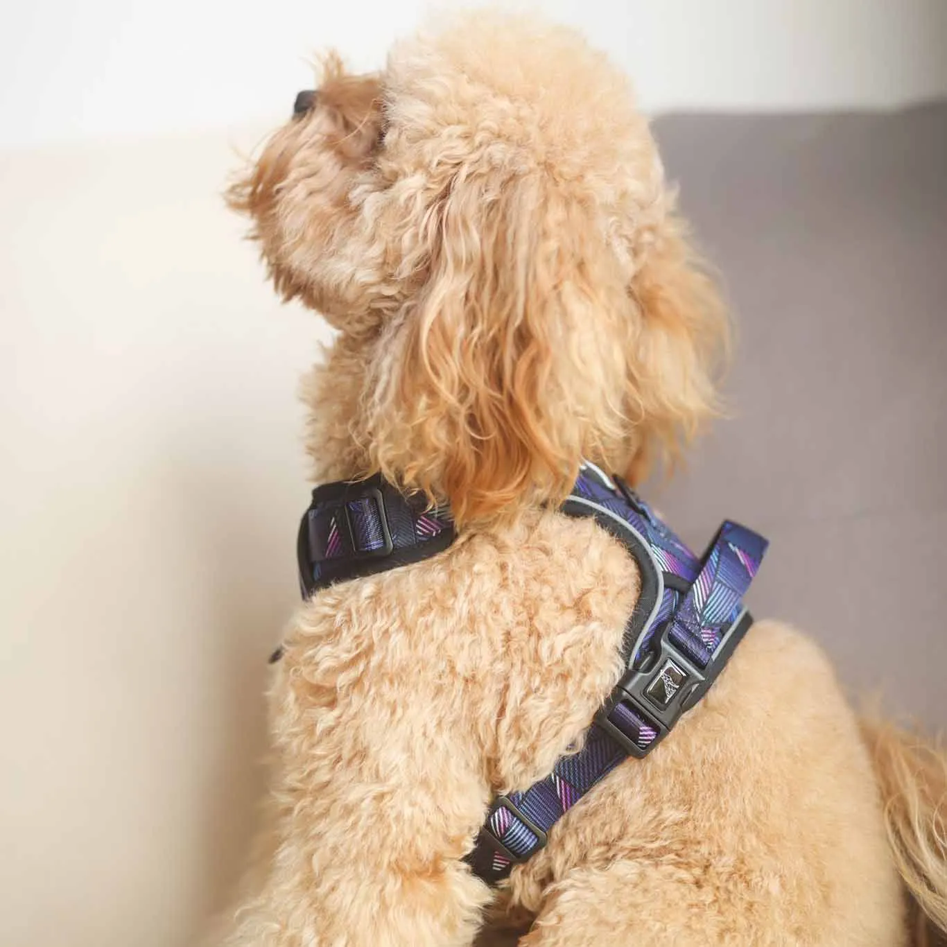 Boss & Olly Active Dog Harness (Midnight Dreams)