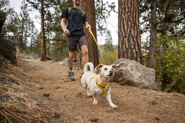 Hi & Light, Lightweight Adventure Dog Harness from Ruffwear