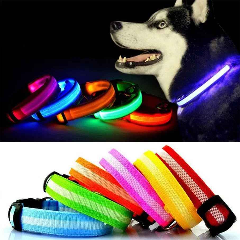 Light Up Dog Collar - LED - Bunty