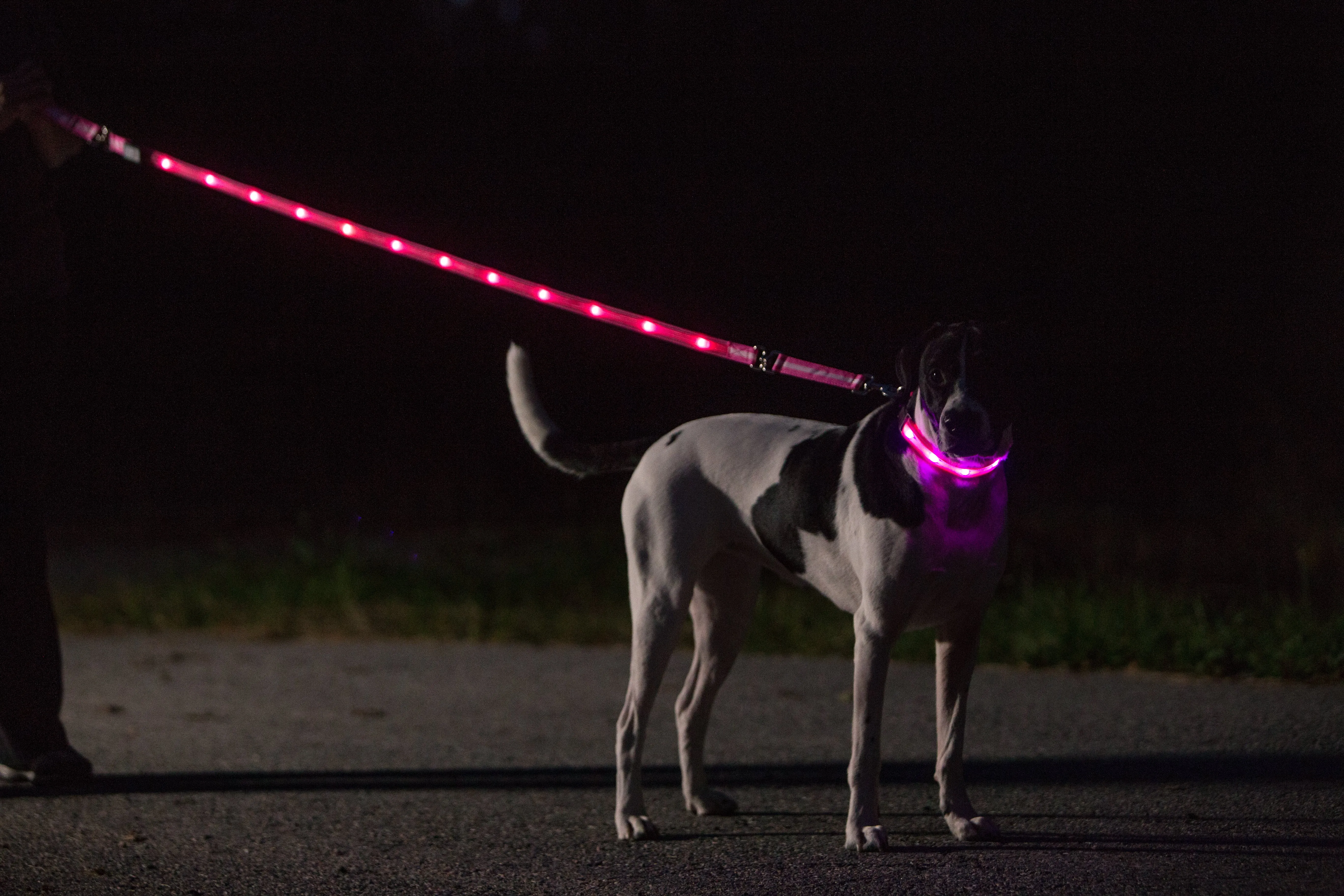 Nite Beams LED Lighted Dog Collar