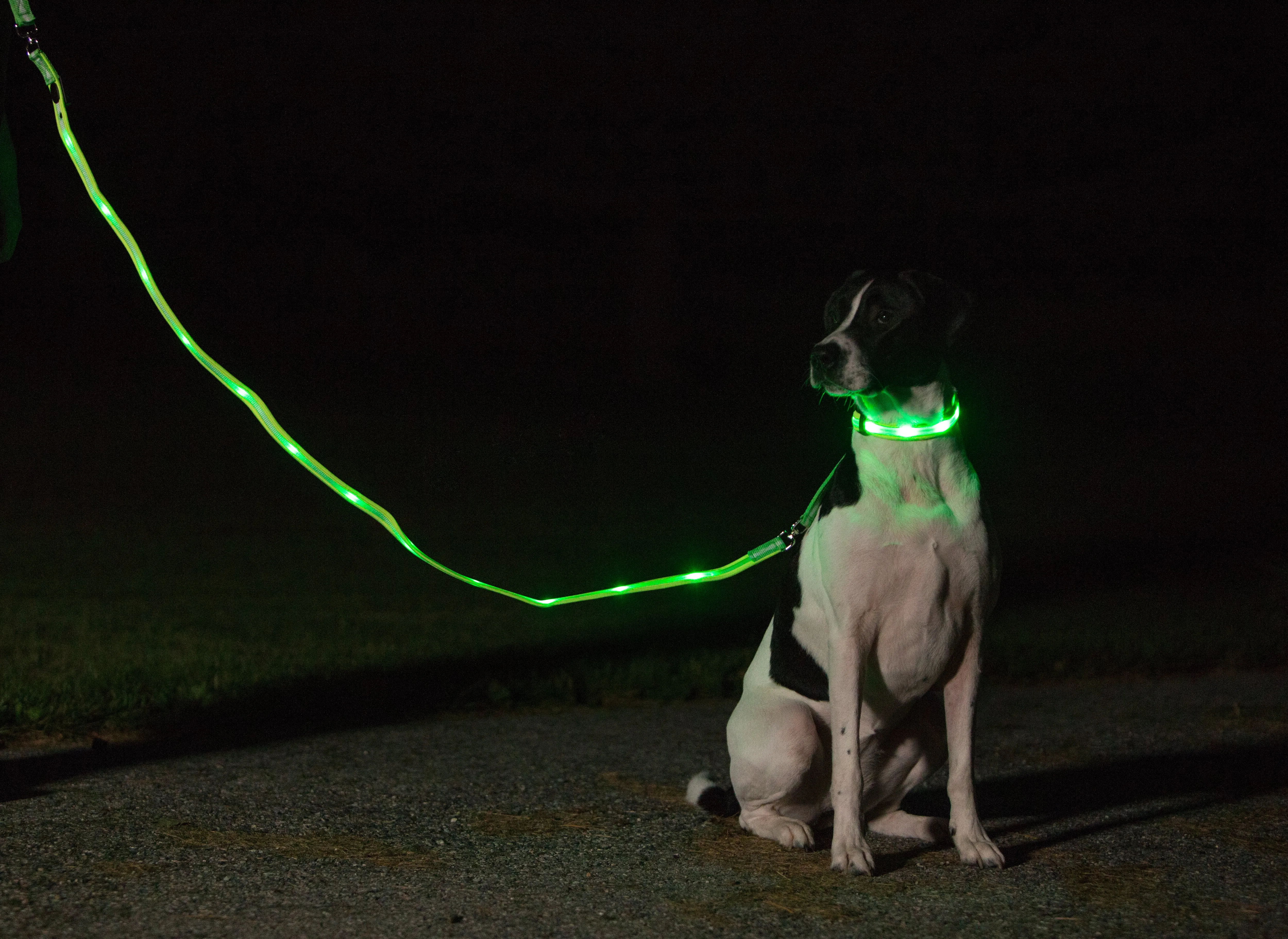 Nite Beams LED Lighted Dog Collar