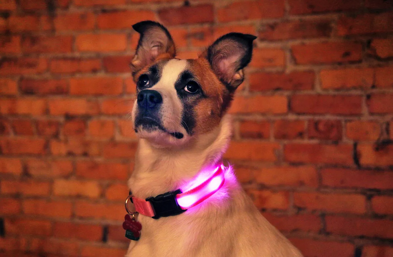 Nite Beams LED Lighted Dog Collar