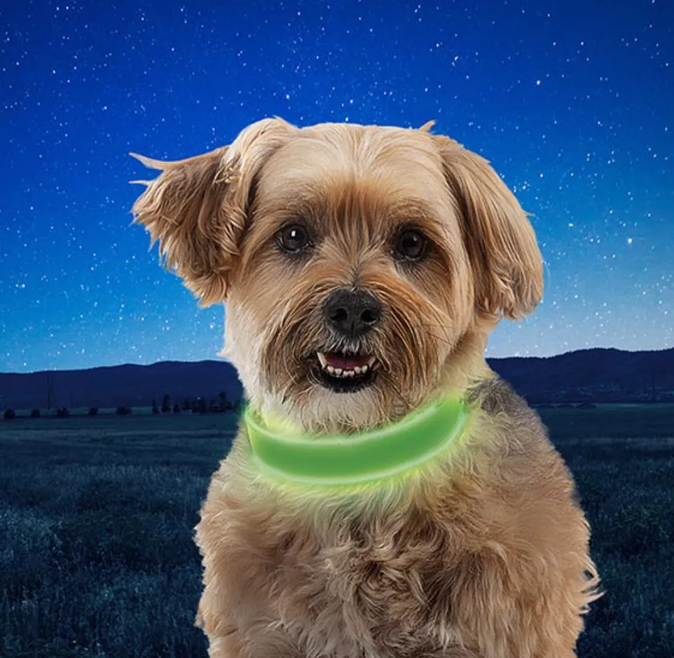 Nitedog Rechargeable Led Collar - Lime Green